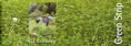 green strip